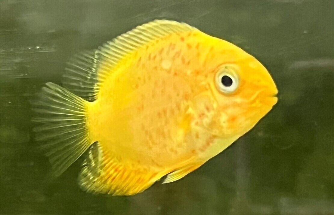 2x Red Spotted Gold Severum 1.5" RARE Limited quantity FAST SHIP