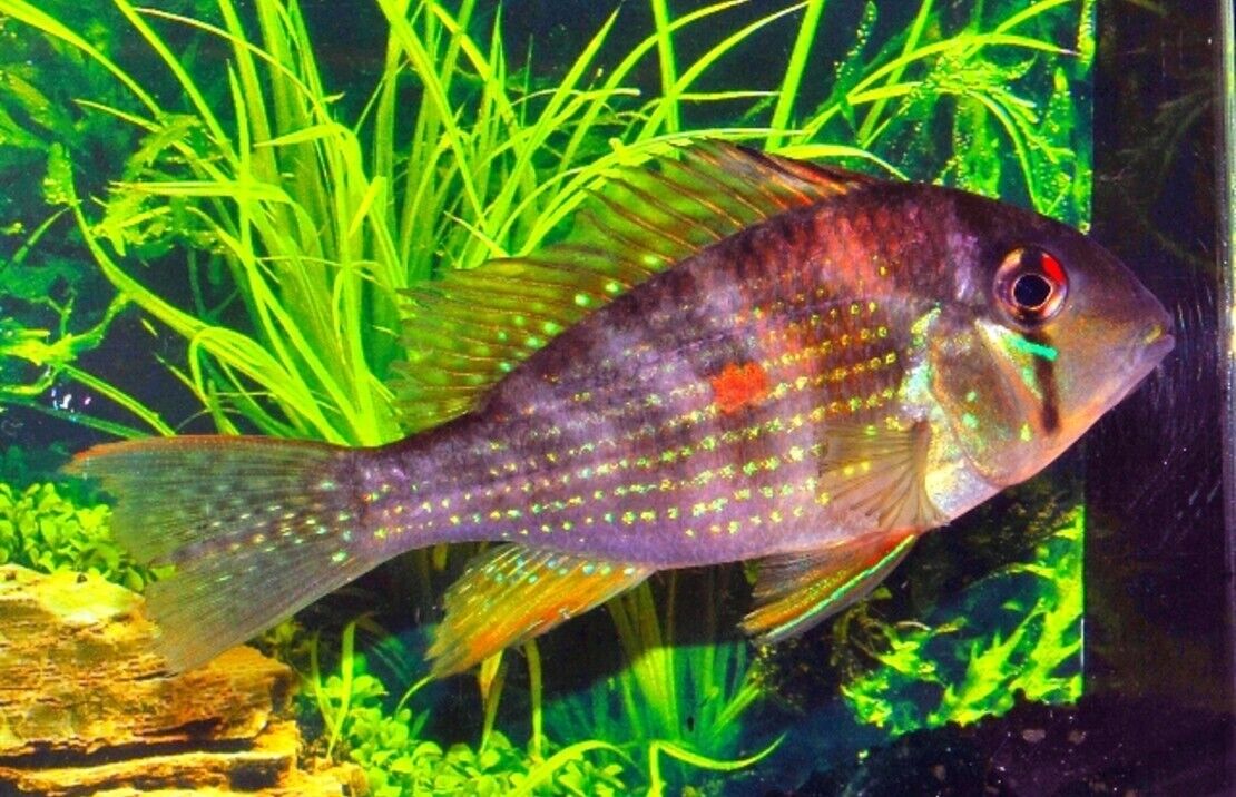2x Threadfin Acara Cichlids 2" - 2.5" Live Tropical Aquarium Fish FAST SHIP