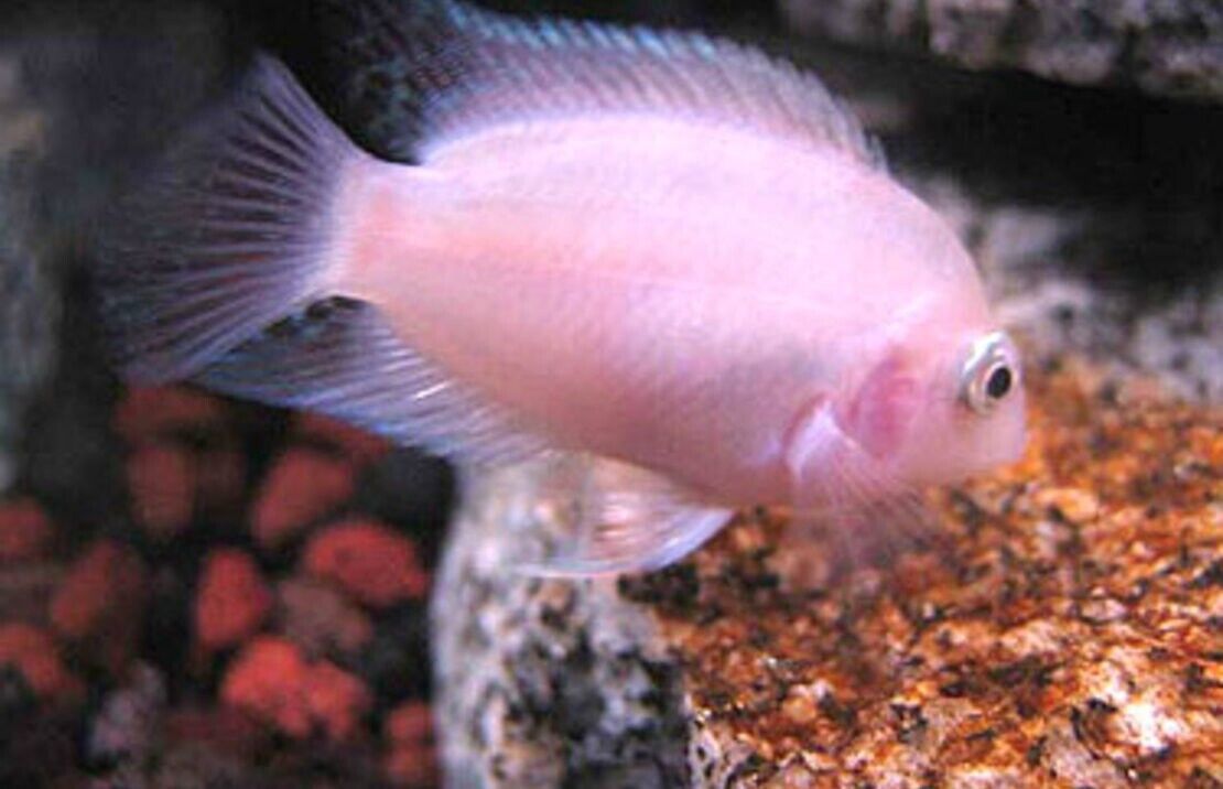 PINK CONVICT CICHLIDS 2" Beautiful Live Freshwater