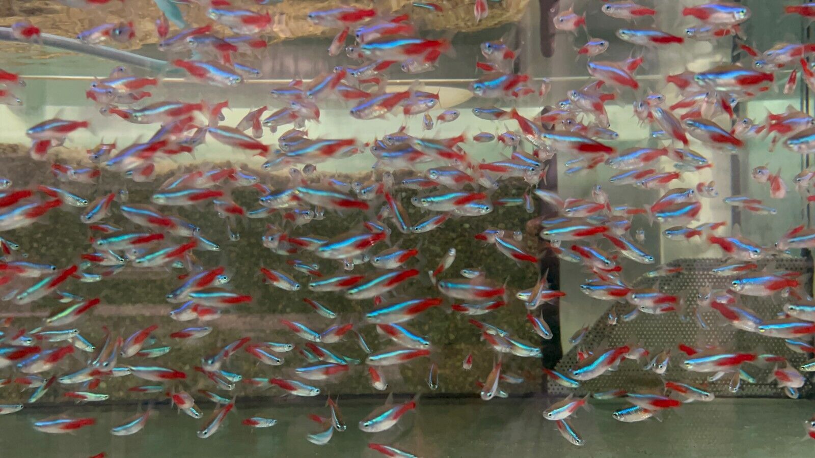 24 Neon Tetra (Med-Lrg size) Mesmerizing Vibrant - Image 2
