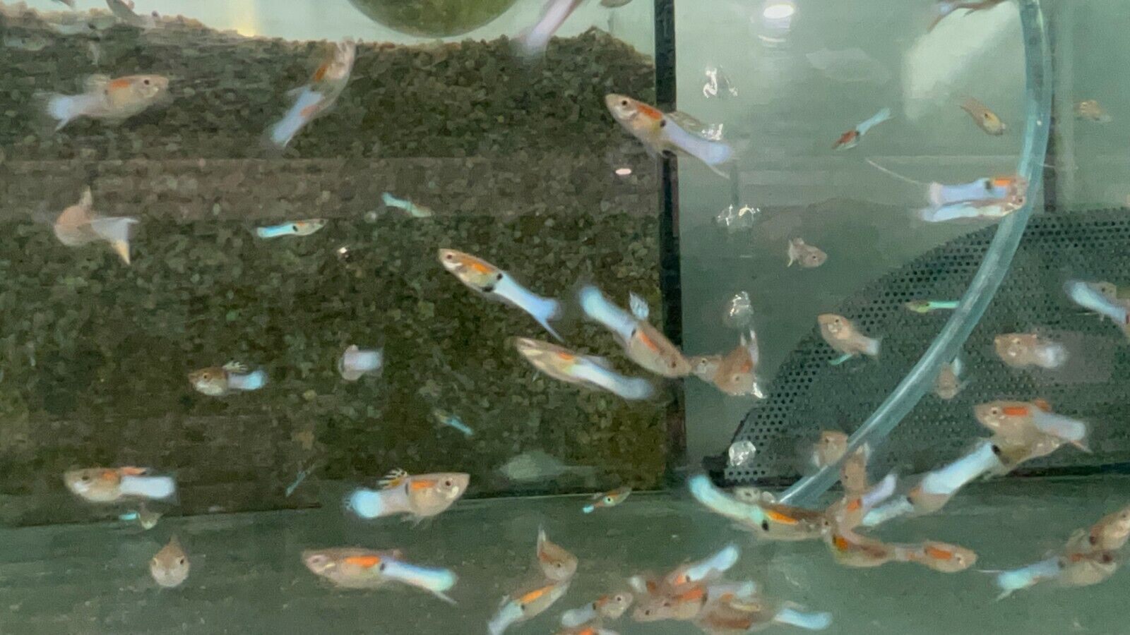 🎩 12x Male Japan Blue Endler Guppies - Vibrant Rich Powder Blues! 🌿 Live Fish