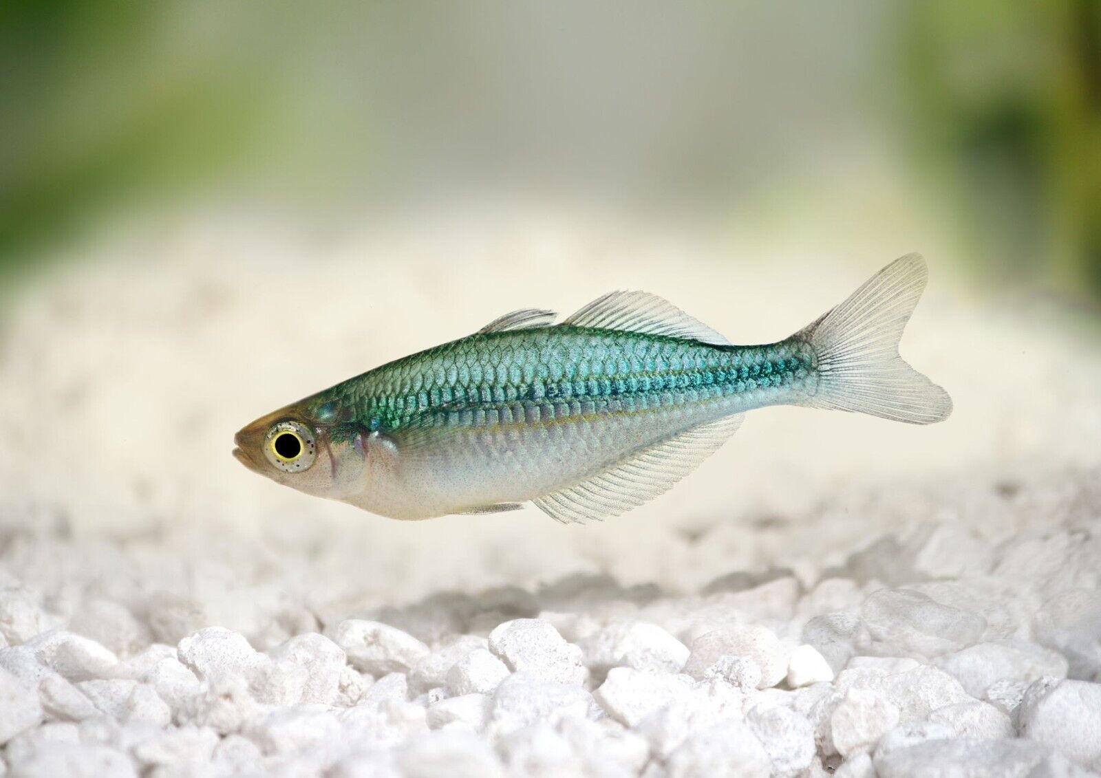 4 Pack Turquoise Rainbow M-L - Rainbowfish live Fish Beautiful Color and Healthy