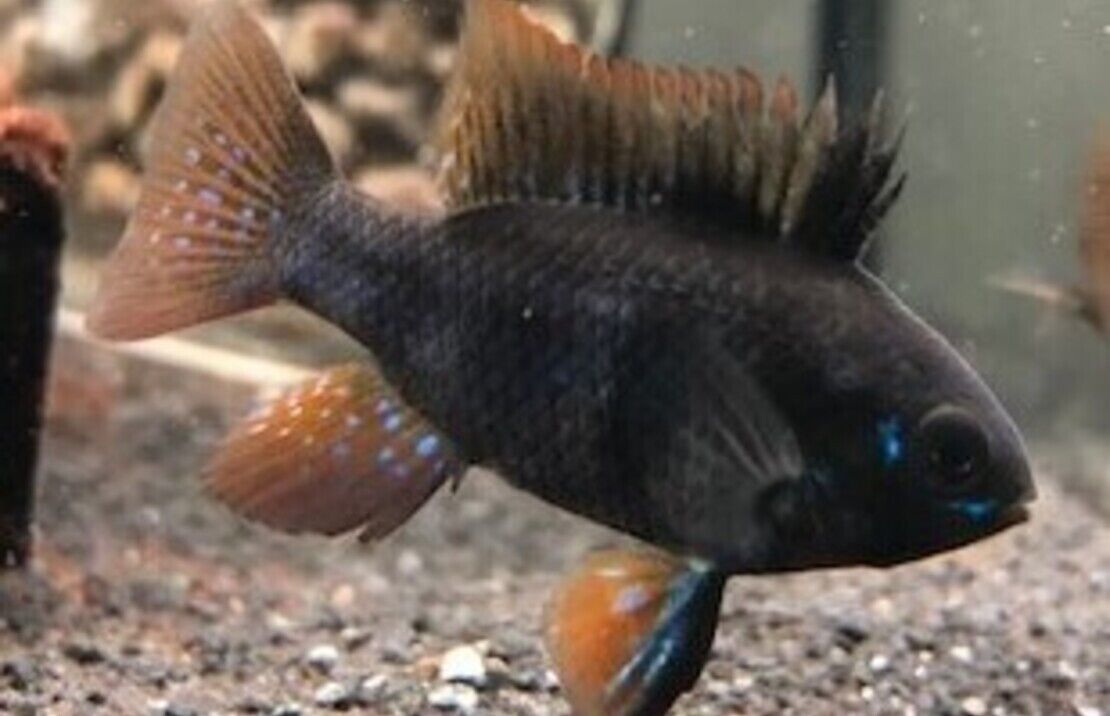 🌟 2 Mesmerizing Black German Ramirezi - Awesome Black German Ram Live Fish 🐠