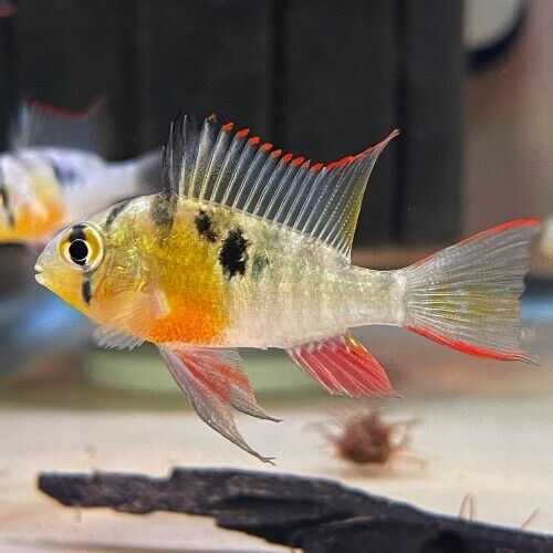🌟 2 Bolivian Rams - Awesome Freshwater Live Fish Great tank addition🐠