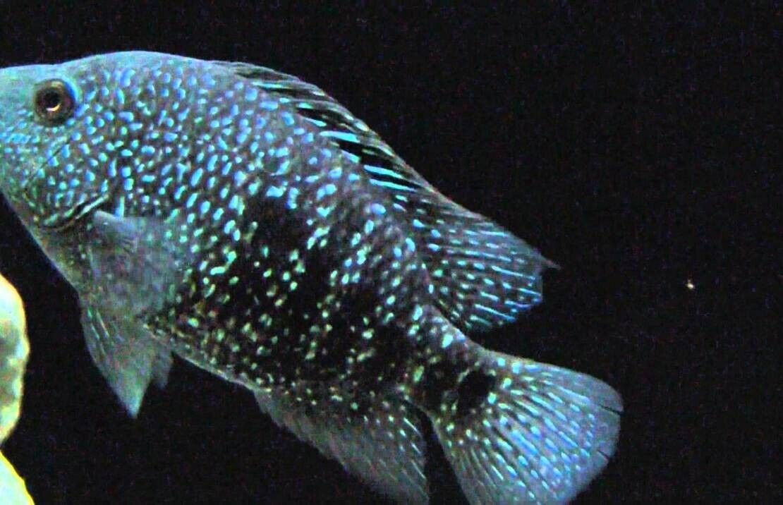 3 Electric Blue Texas Cichlid Small Electrify Your Aquarium