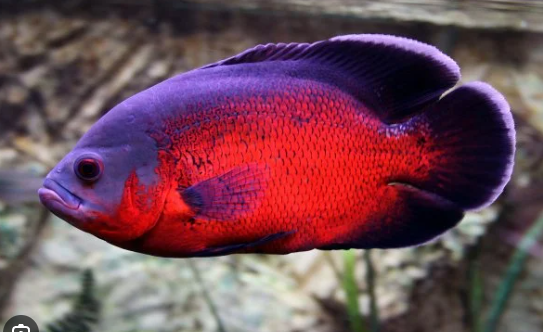 Red Oscars 1.5" Astronotus Ocellatus Live Fish FAST SHIP