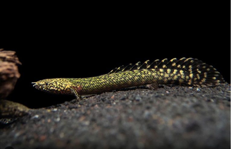 Ornate Bichir 2.5" Polypterus ornatipinnis Aquarium Fish Enigmatic Dweller