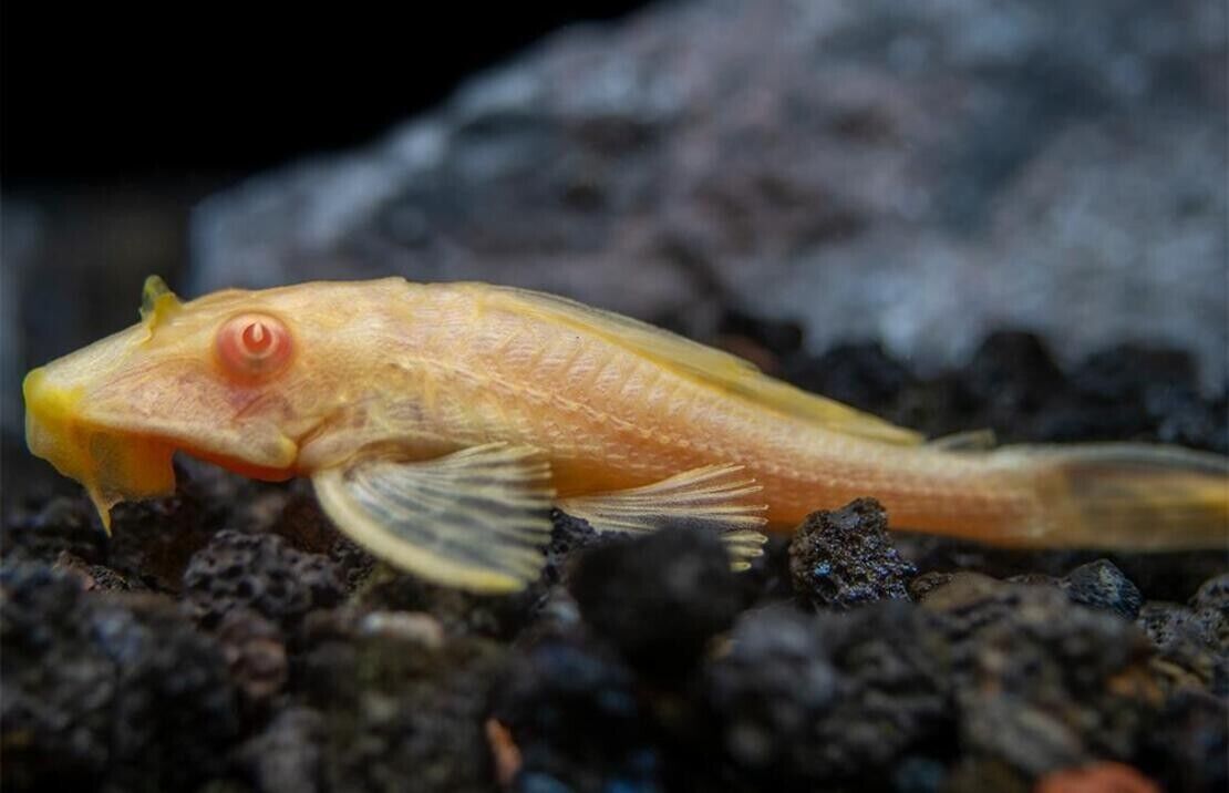 Albino Sailfin Pleco 2" - Live Fish Fast Shipping Great Plecostomus Addition