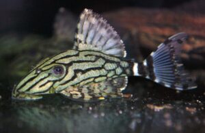 L191 Broken Stripe Royal Plec. L191 - 1" - 2" Live Fish Healthy Plecos Stunner