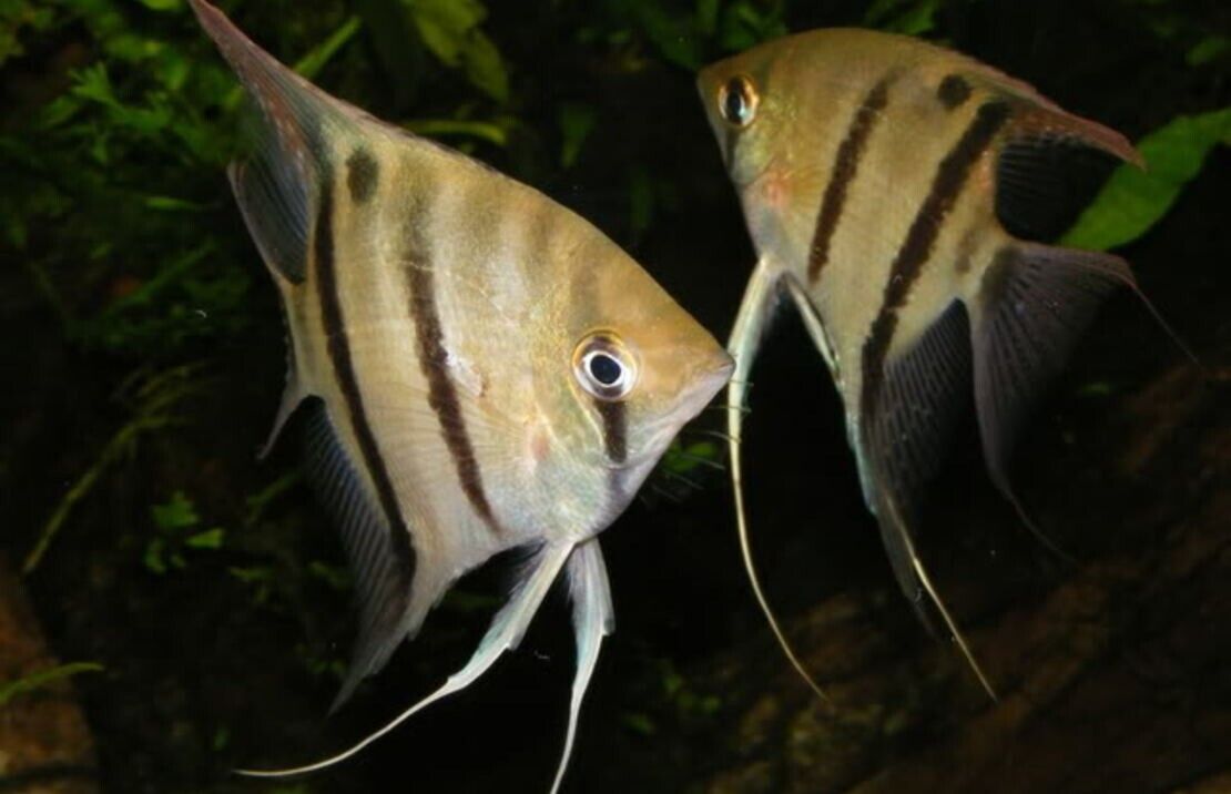Scalare Angel Dumerillii Med Healthy Live Angel Fish tropical aquarium