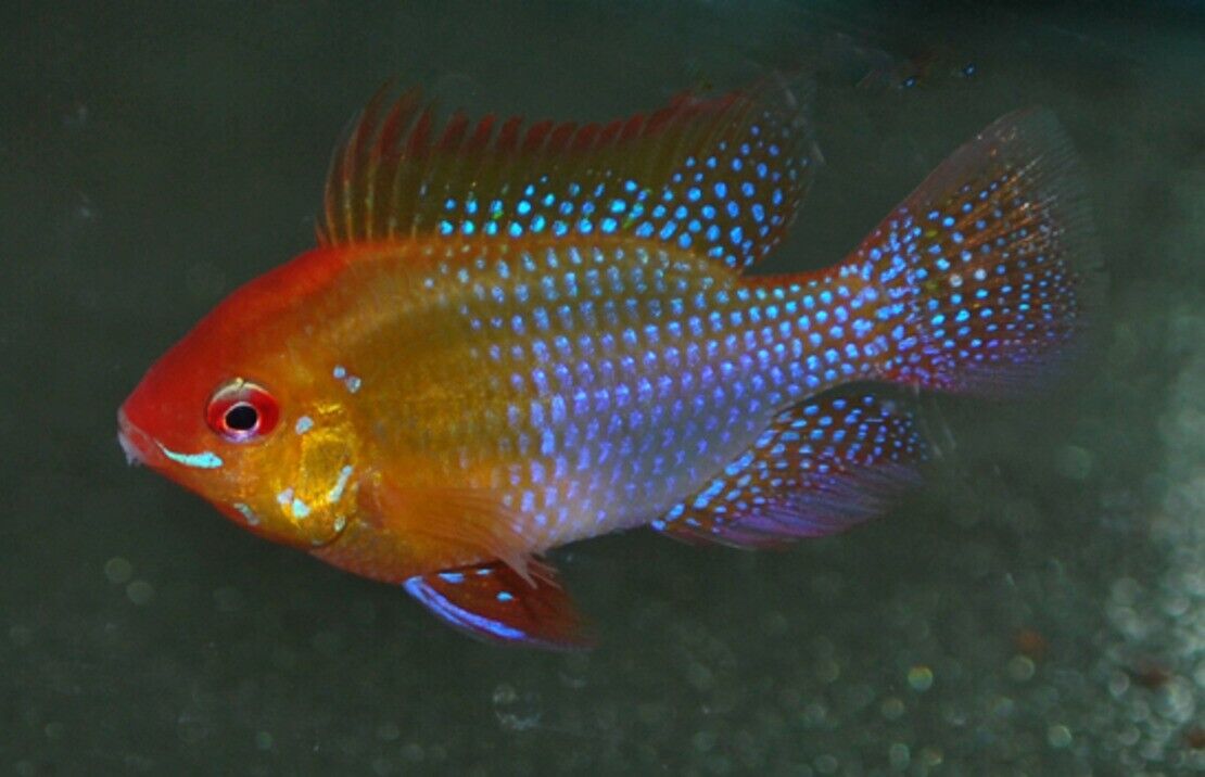 🌟 3 Mesmerizing Gold Ramirezi - Elegance Personified German Gold Ram Live 🐠