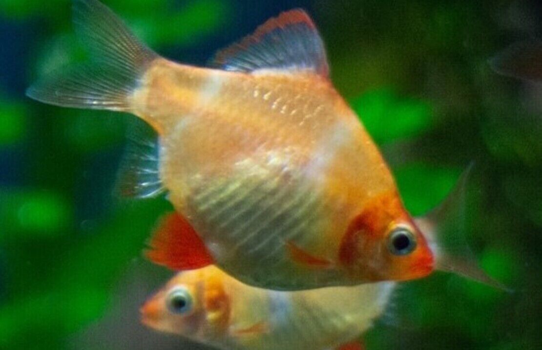 5 Golden Tiger Barb SMALL Live Aquarium Fish Community tank FAST SHIP