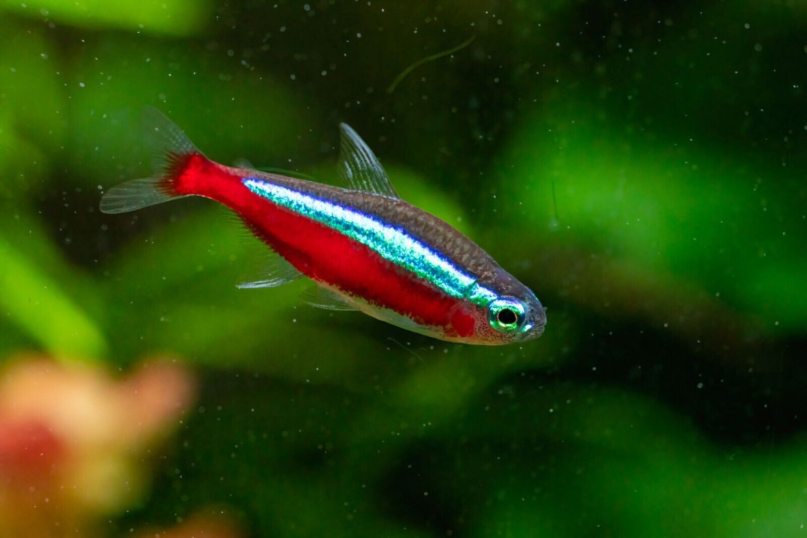 6x Cardinal Tetras Wild Caught Med. Striking Colors live Fish for Aquarium! 🌈FAST SHIPPING