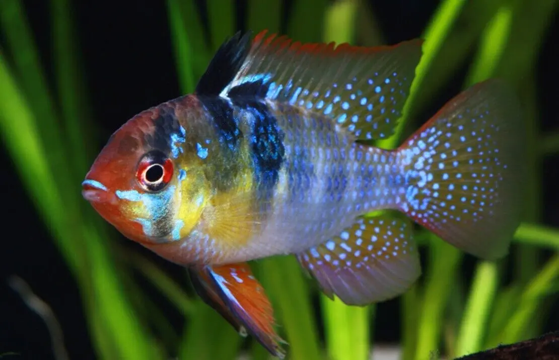 🌟 3 Mesmerizing Blue Ramirezi - Elegance Personified German Blue Ram Live 🐠