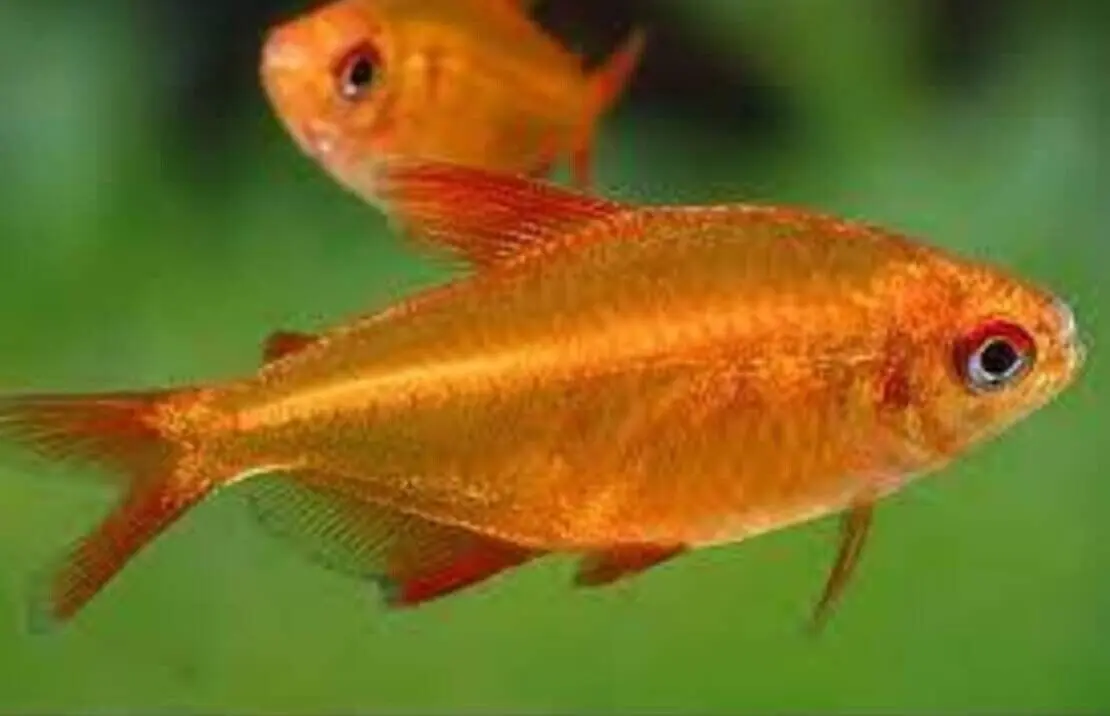 Red Cherry Tetra HARD TO FIND Premium Freshwater Live Tropical Fish Healthy