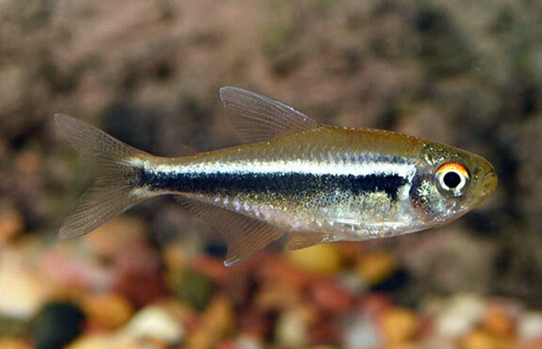 12 RARE Black Neon Tetra (Med size) Mesmerizing Vibrant Live Fish