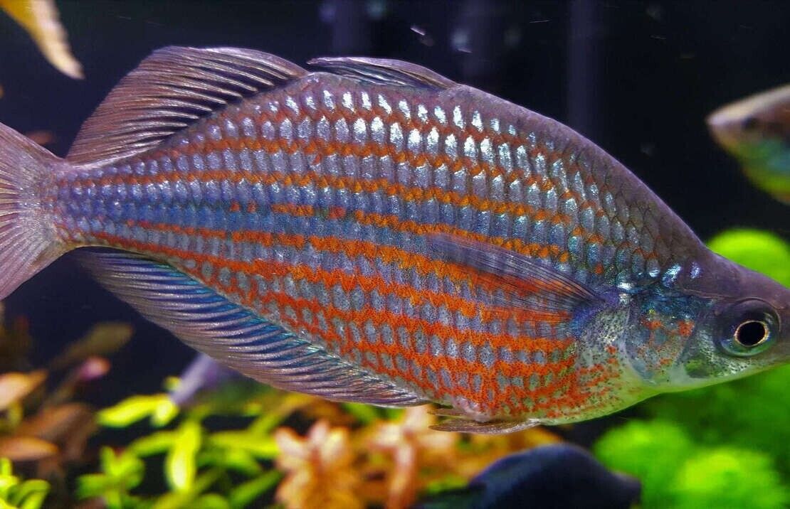 2 PACK M/L Doriyti Rainbow Fish - Glossolepis Doryti live Fish FAST SHIP