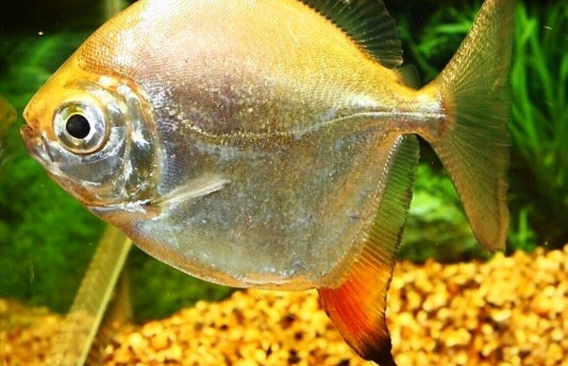 Red Hook Med - Lrg Awesome schooling fish Live Fish You know you want these!