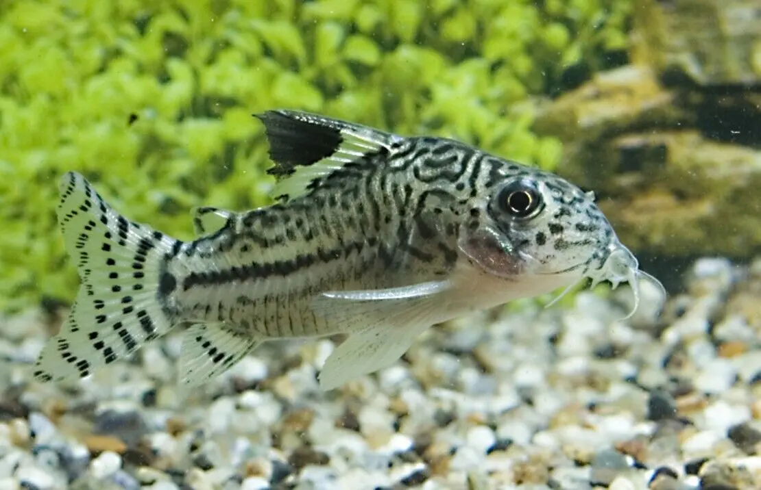 (6 Pack) Corydoras Julii Med - Beuatiful Cory Catfish Live Fish Awesome Lively