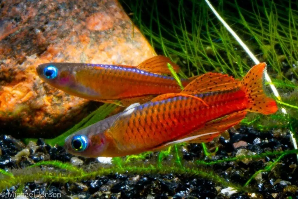 Red Neon Blue Eye MALES ONLY - Rainbowfish live Fish Pseudomugil Luminatus Aquarium