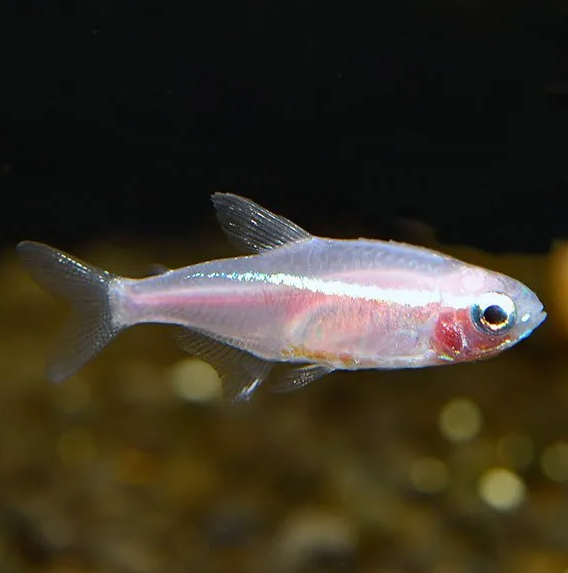 6 Gold Neon Tetra (Small-Medium size) Mesmerizing Vibrant Live Fish for your