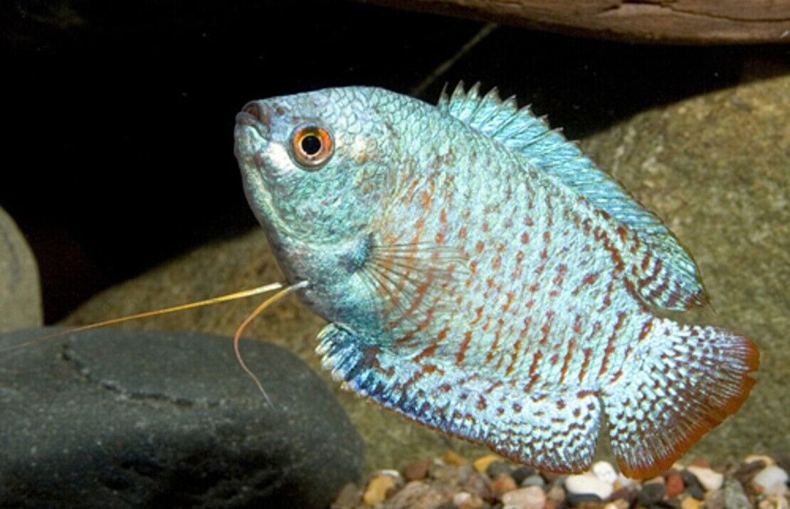 🐠 2 MALE Blue Cobalt Dwarf Gourami SMALL - Exquisite Beauty FAST SHIP