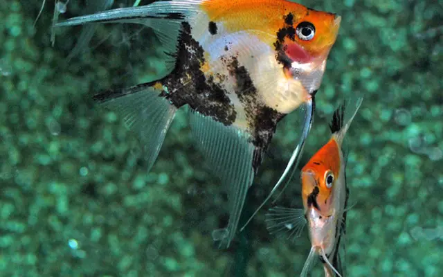 Koi Angel Small-Medium Size Body Healthy Live Angel Fish