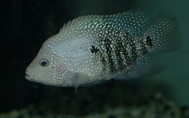 3 Electric Blue Texas Cichlid Small Electrify Your Aquarium - Image 2