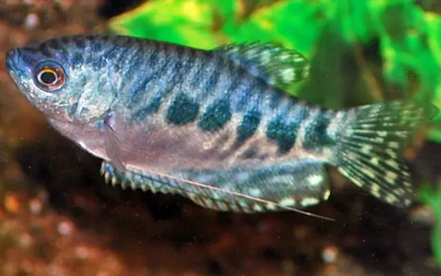 💎 Opaline Gourami (Random) 1.5" - Elegant & Hardy Community Fish