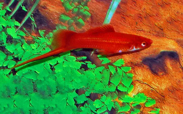 4 Red Velvet Swordtail Lrg. Mixed Genders Freshwater Live Tropical Aquarium Fish Live Fish