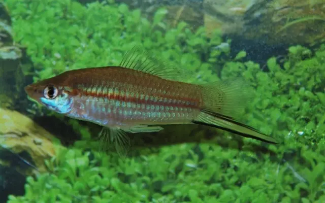 3x Pineapple Swordtail Freshwater Live Fish