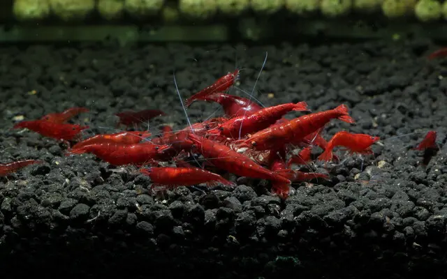 3 Bloody Mary Shrimp Neocardinia Davidi Live Freshwater Shrimp fun Addition