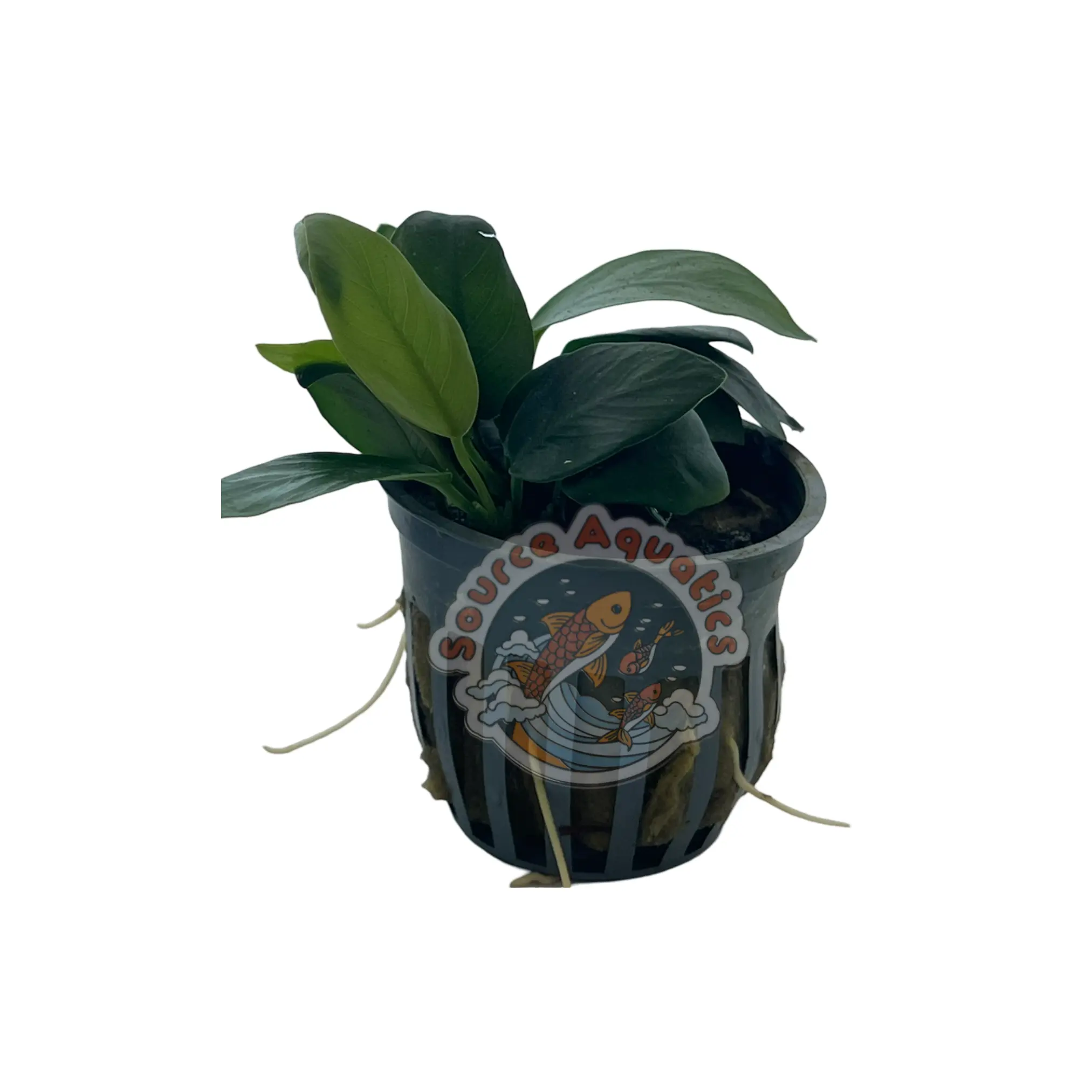 Anubias Nana Live Aquarium Plant – Low Light Freshwater Plant (Beginner Friendly, No CO2 Required) - Image 2
