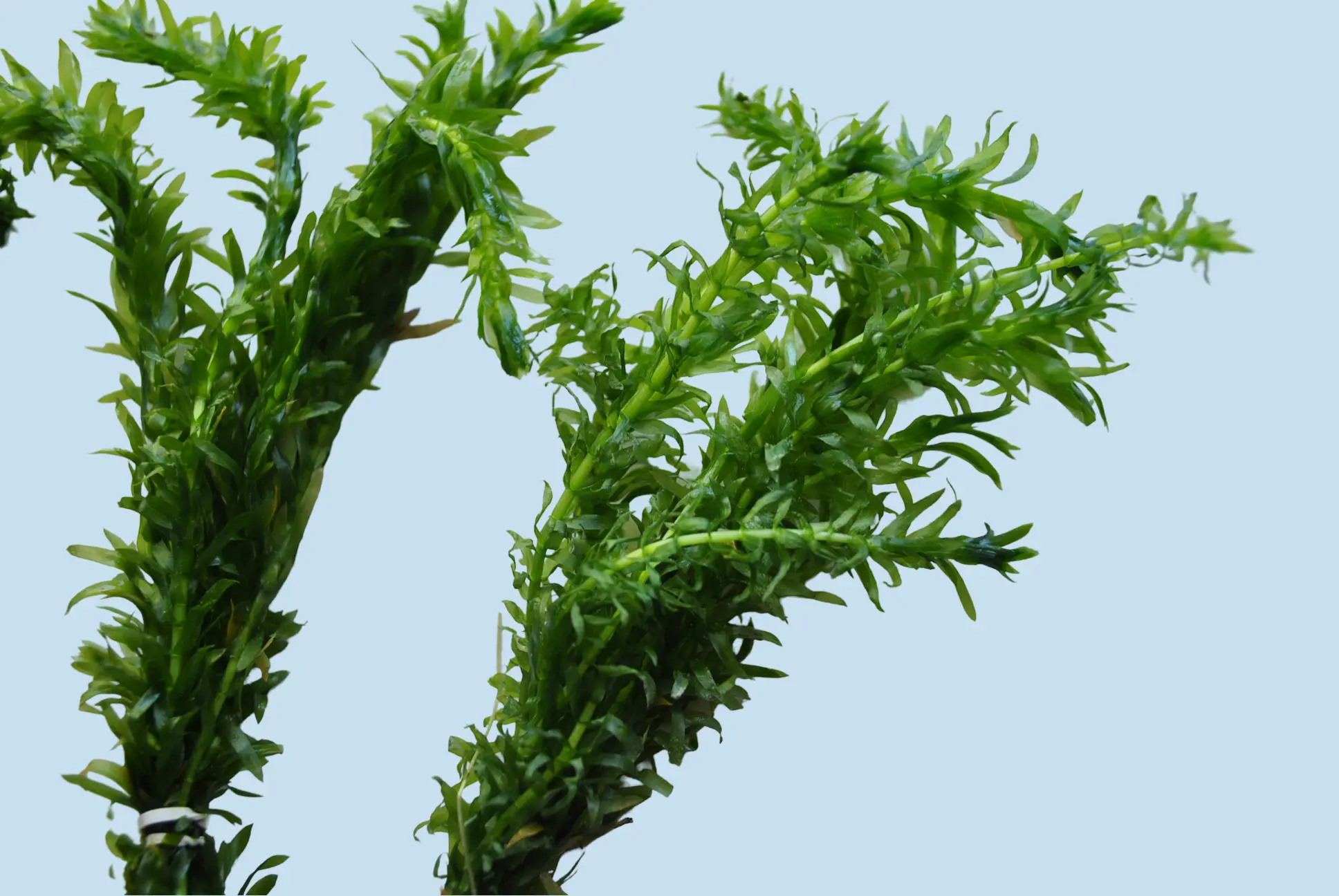 Anacharis Live Aquarium Plant (Egeria Densa) – Easy Beginner Fish Tank Plant - Image 2