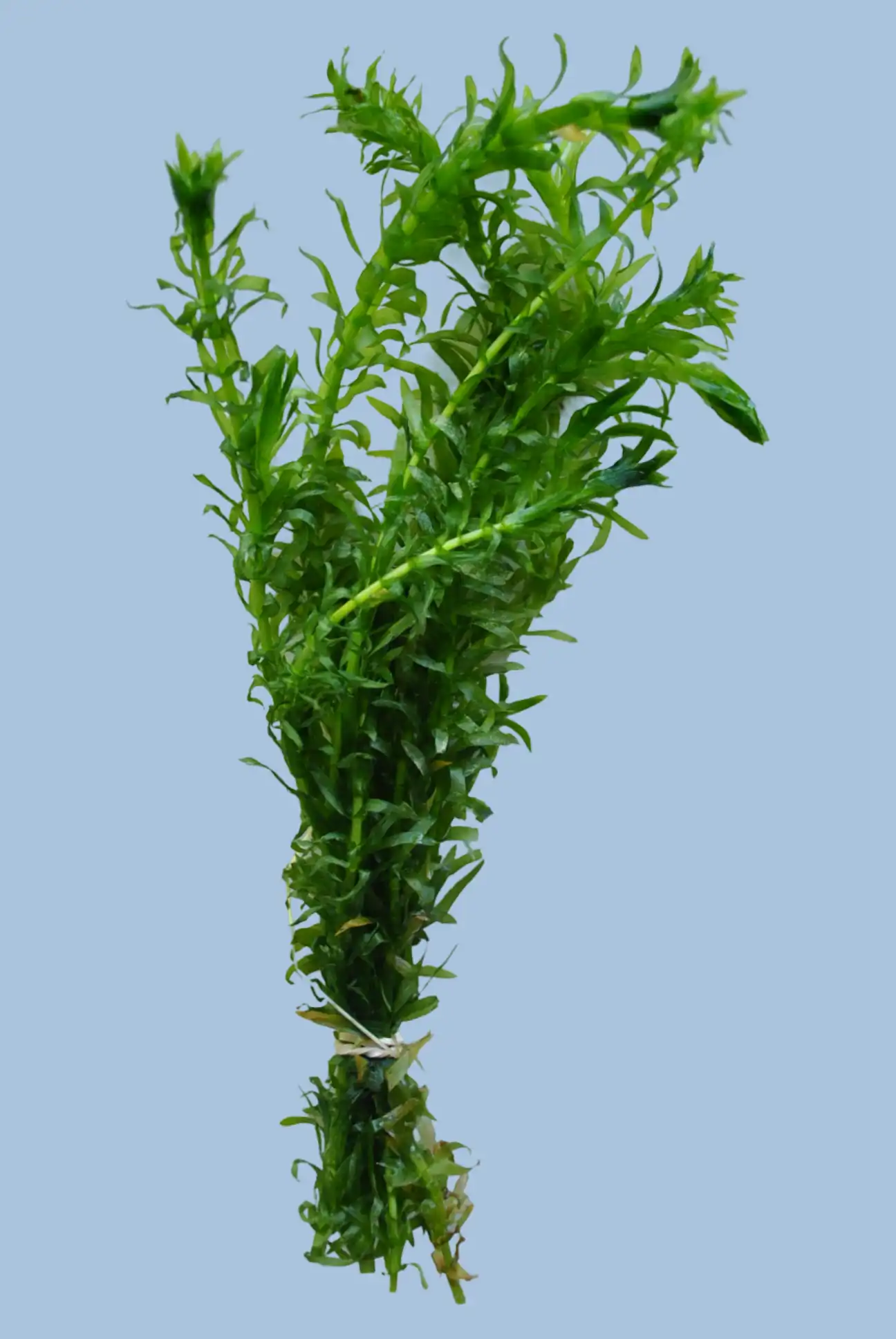 Anacharis Live Aquarium Plant (Egeria Densa) – Easy Beginner Fish Tank Plant - Image 3