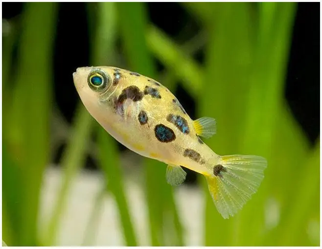 2 Dwarf Pea Puffers Cutest of them all! 🐡- Live Fish