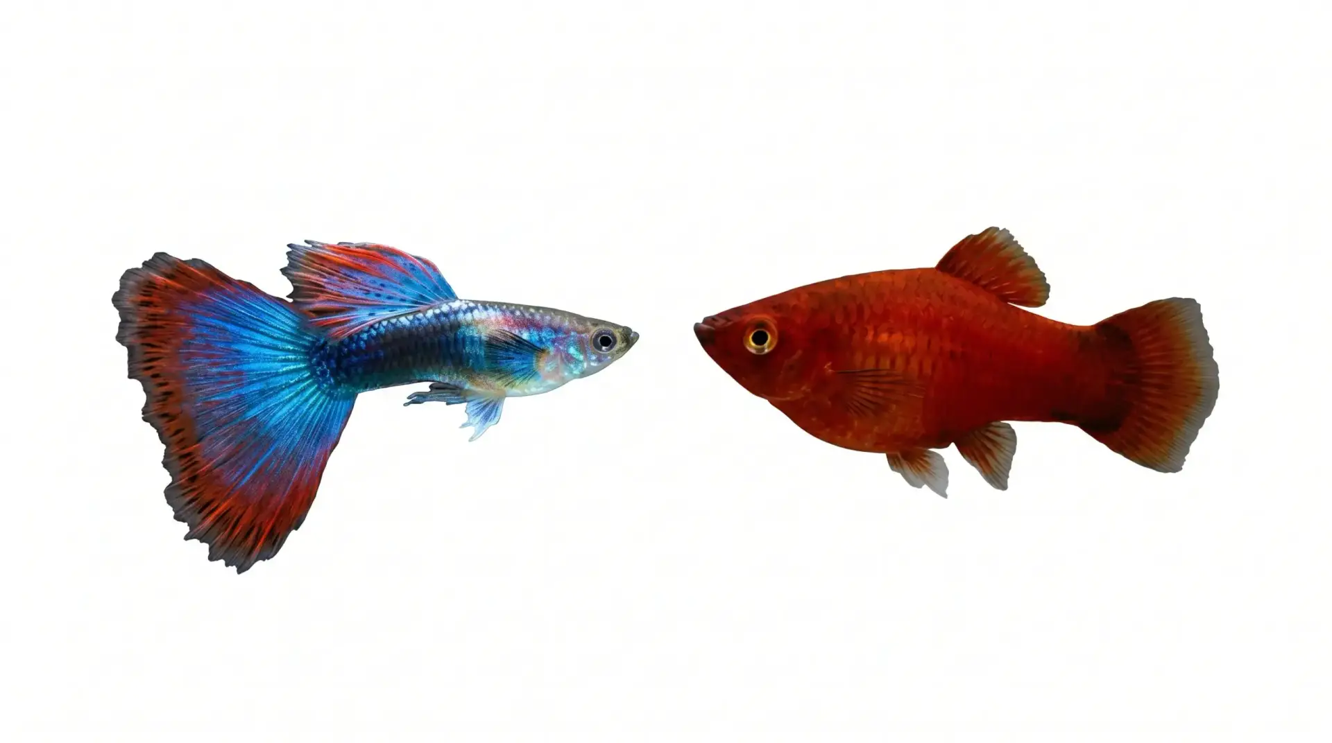 Livebearer Duo Bundle – Guppies & Platies (Easy Beginner Fish Pack)