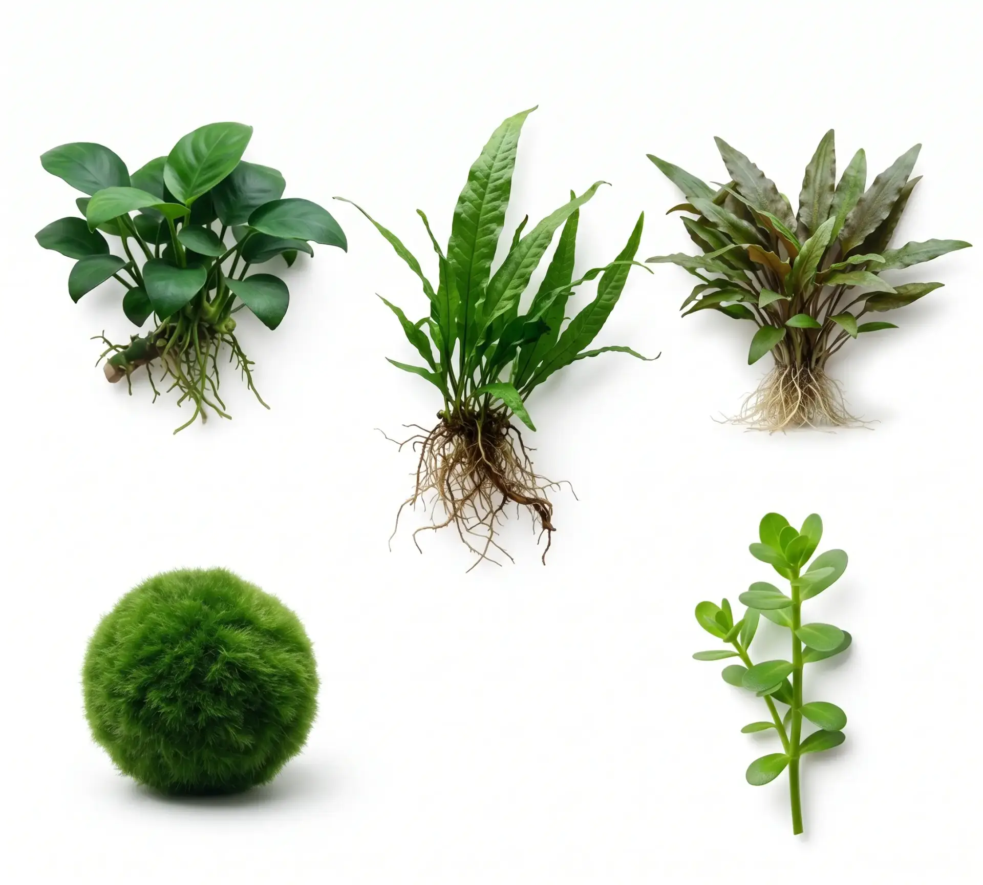 Low Light Aquarium Plant Bundle – 5 Easy Plants (No CO2 Required, Beginner Friendly) - Image 2