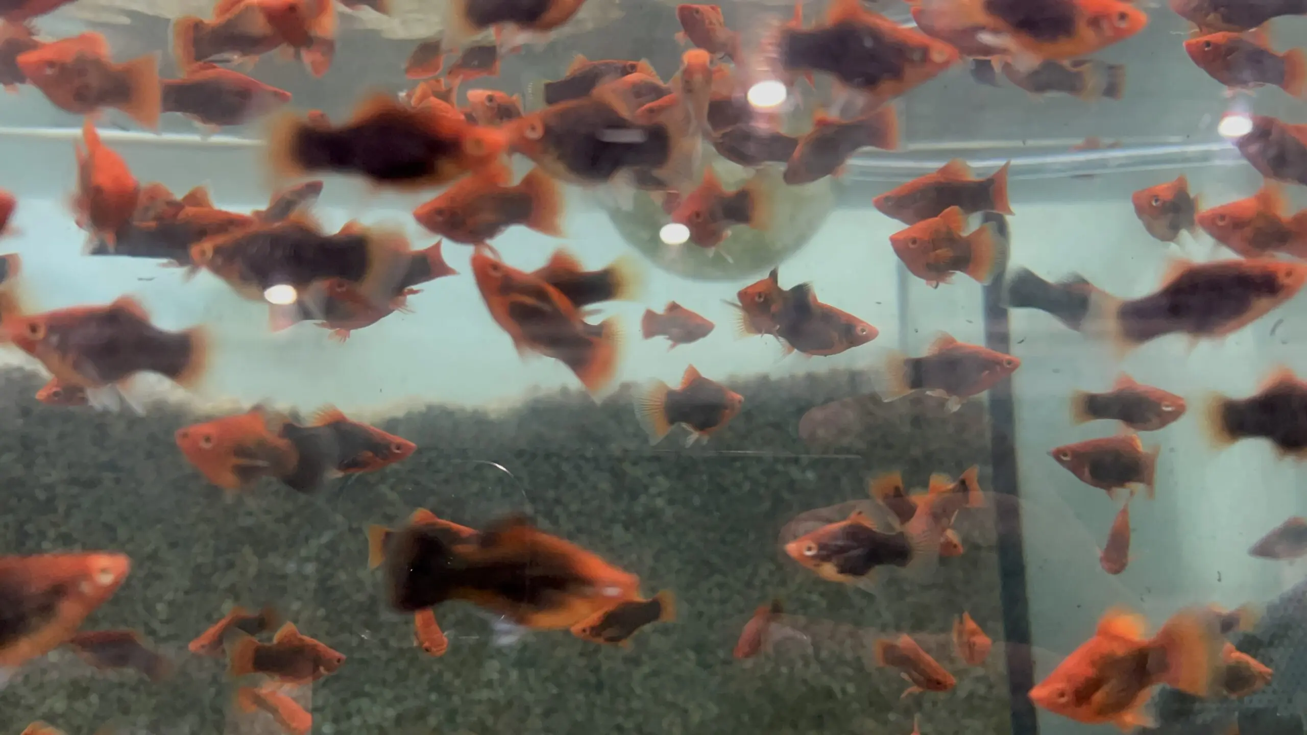 5 Pack Platy Coral Black - Stunning Freshwater Aquarium Fish! - Image 3