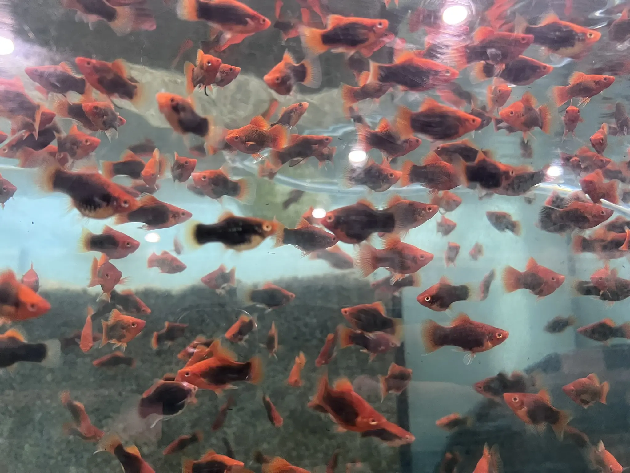 5 Pack Platy Coral Black - Stunning Freshwater Aquarium Fish! - Image 2
