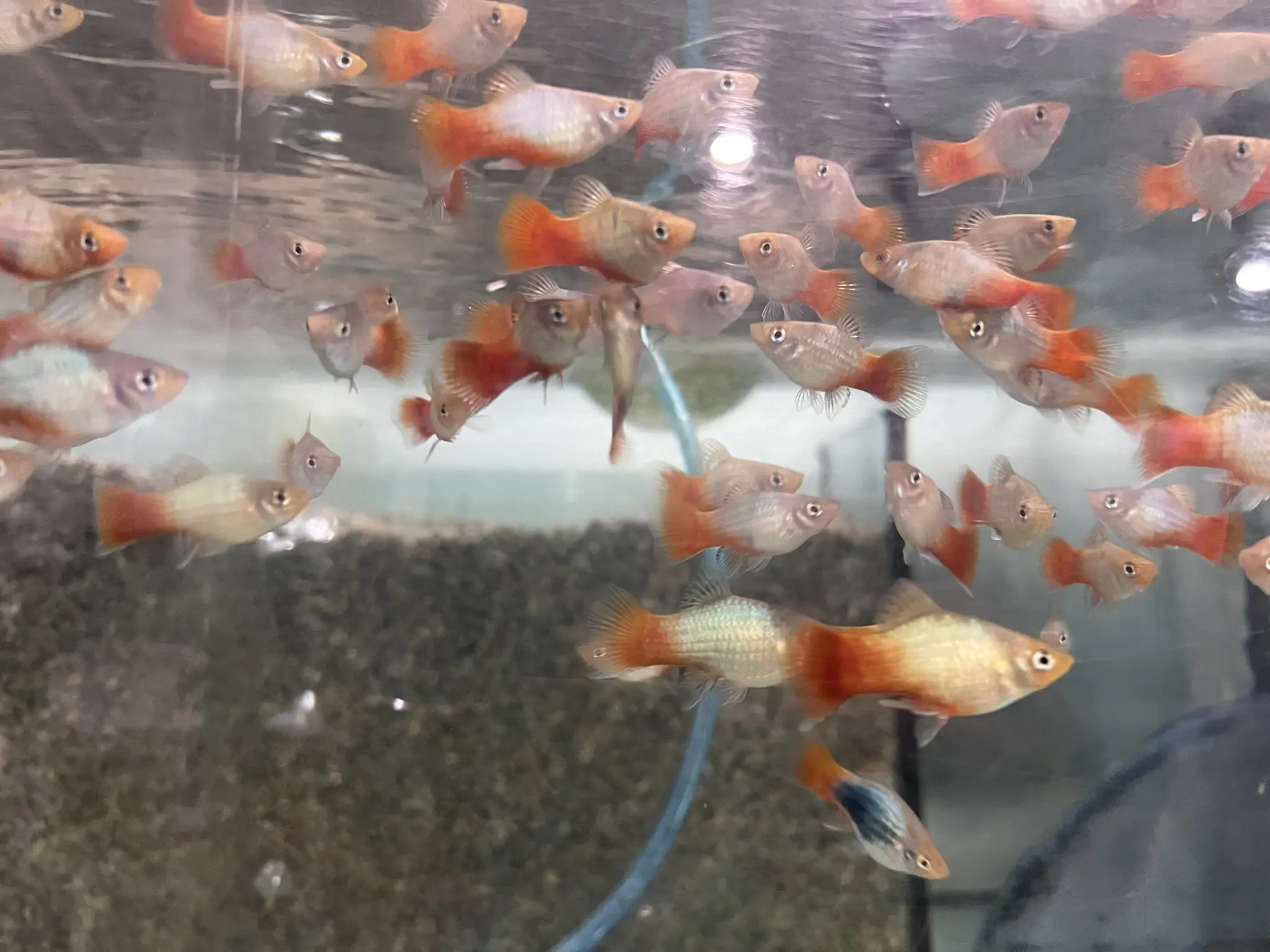 5 Pack Blue Coral Platy – Tranquil Beauty in Every Swim - Image 3