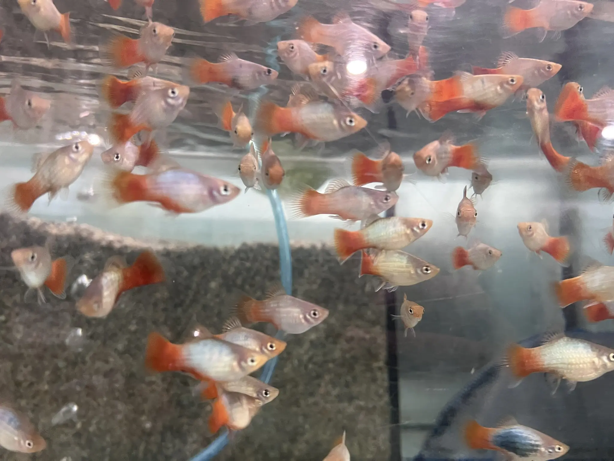 5 Pack Blue Coral Platy – Tranquil Beauty in Every Swim - Image 2