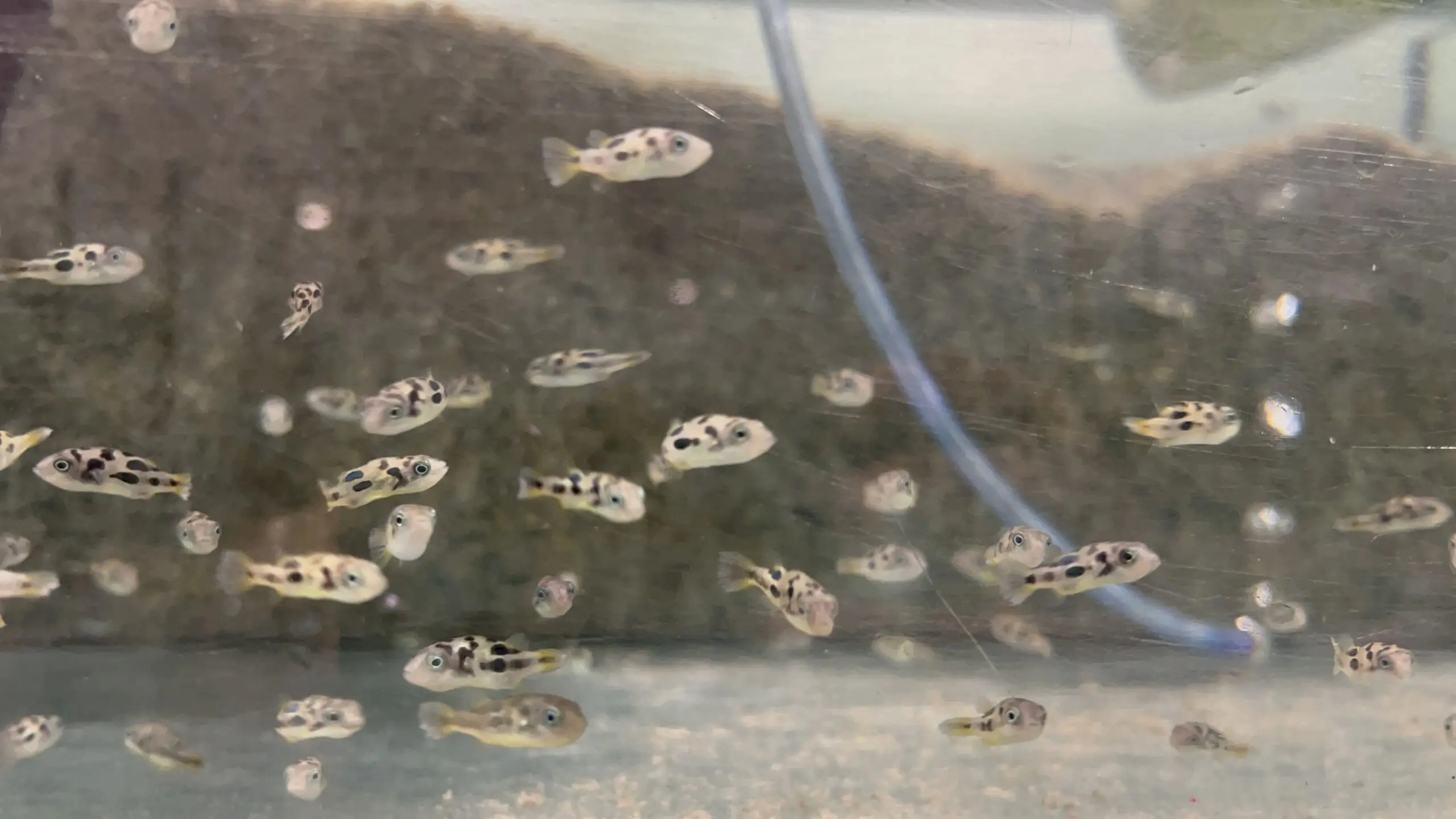 2 Dwarf Pea Puffers Cutest of them all! 🐡- Live Fish - Image 2