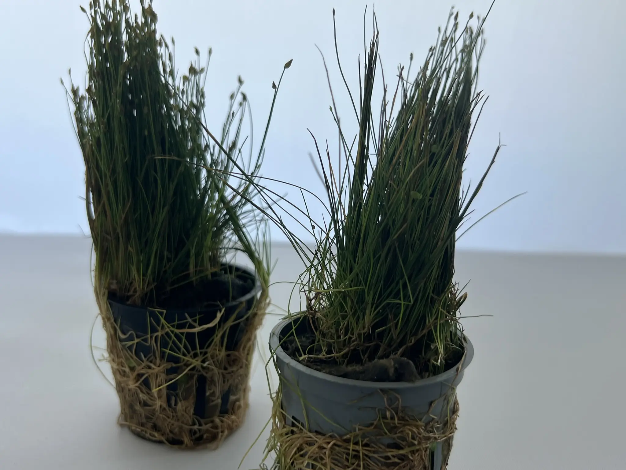 3 Potted Dwarf Hairgrass Live Aquarium Plant, Foreground Grass for Aquascaping, Easy Carpeting Plant, Gift for Planted Tank Lover - Image 3