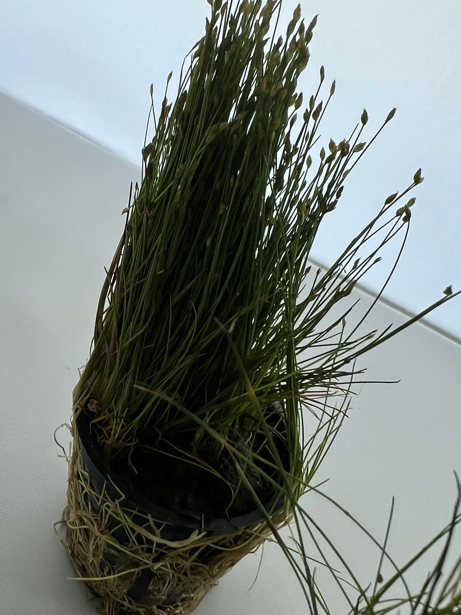 3 Potted Dwarf Hairgrass Live Aquarium Plant, Foreground Grass for Aquascaping, Easy Carpeting Plant, Gift for Planted Tank Lover - Image 4
