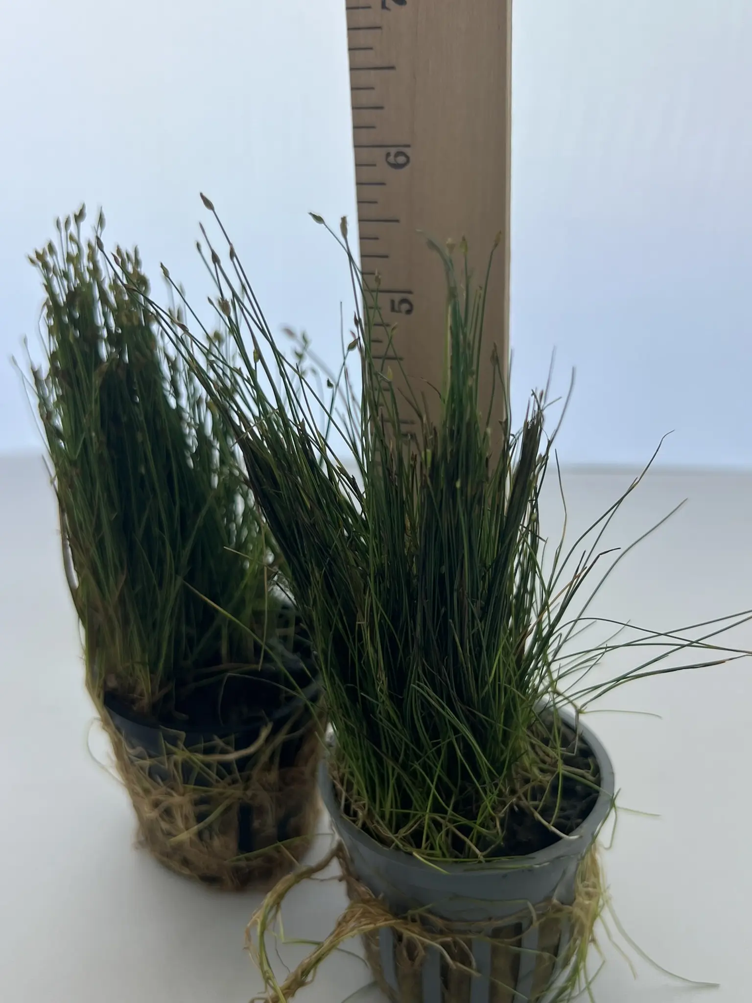3 Potted Dwarf Hairgrass Live Aquarium Plant, Foreground Grass for Aquascaping, Easy Carpeting Plant, Gift for Planted Tank Lover - Image 5