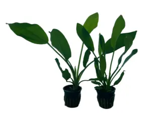 3 Pack Melon Sword Plant – Easy Live Background Aquarium Plant; Low Tech, Root Feeding Aquascape Plant for Freshwater Planted Tanks