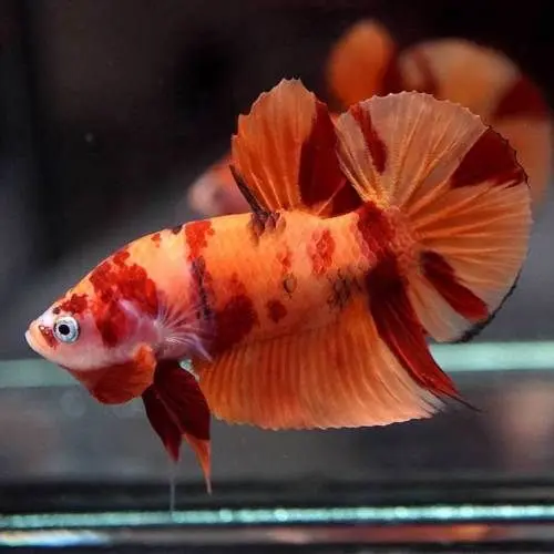 Nemo Male Betta - Random Pick -Healthy Active Betta Live Fish for Aquarium