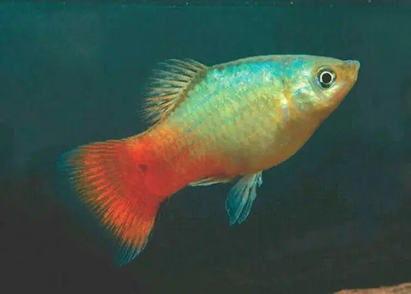 5 Pack Blue Coral Platy – Tranquil Beauty in Every Swim