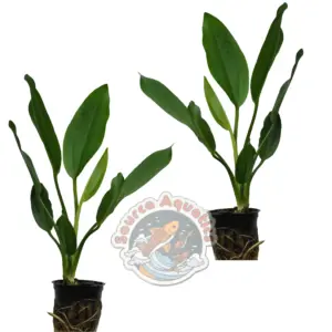 2 Healthy Radican Swords Live Aquarium Plants